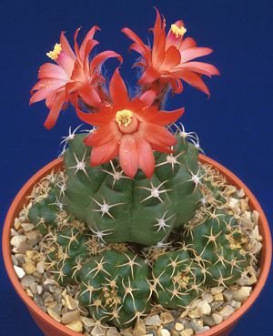 Matucana_senilis